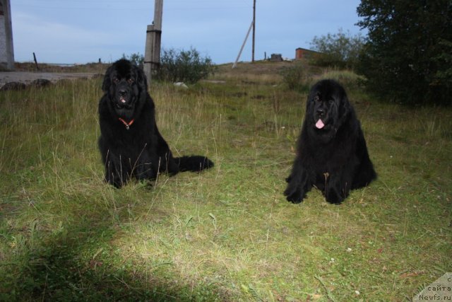 Фото: ньюфаундленд Gloriya Grand Blek (Глория Гранд Блек), ньюфаундленд Fortuna of Giant's Island