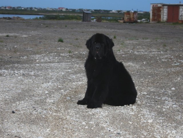 Фотография № 104550