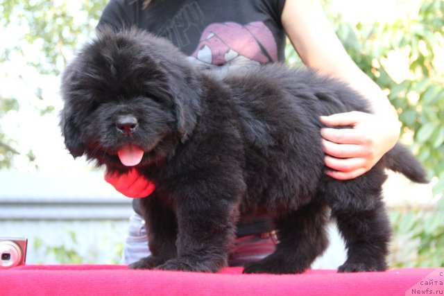 Фото: ньюфаундленд Аlpha Tauri Dinastiya Soverchenstva (Альфа Таури Династия Совершенства)