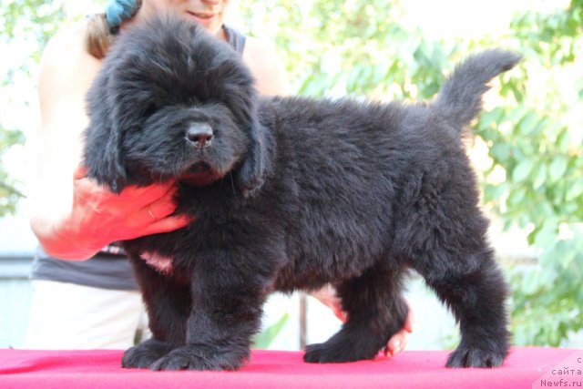 Фото: ньюфаундленд Аlpha Tauri Dinastiya Soverchenstva (Альфа Таури Династия Совершенства)