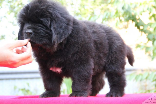 Фото: ньюфаундленд Аlpha Tauri Dinastiya Soverchenstva (Альфа Таури Династия Совершенства)