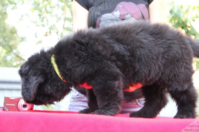 Фото: ньюфаундленд Аlpha Tauri Dinastiya Soverchenstva (Альфа Таури Династия Совершенства)