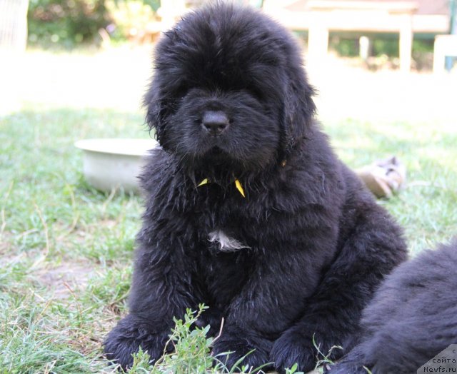 Фото: ньюфаундленд Аlpha Tauri Dinastiya Soverchenstva (Альфа Таури Династия Совершенства)