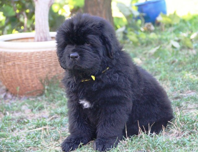 Фото: ньюфаундленд Аlpha Tauri Dinastiya Soverchenstva (Альфа Таури Династия Совершенства)