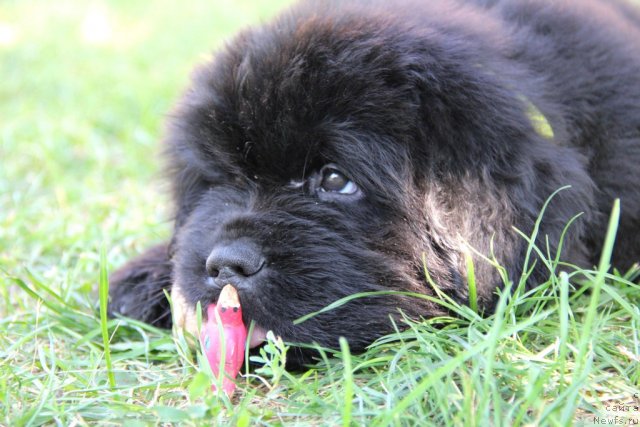 Фото: ньюфаундленд Аlpha Tauri Dinastiya Soverchenstva (Альфа Таури Династия Совершенства)