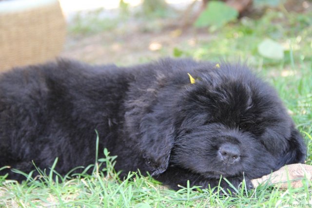 Фото: ньюфаундленд Аlpha Tauri Dinastiya Soverchenstva (Альфа Таури Династия Совершенства)
