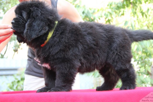 Фото: ньюфаундленд Аlpha Tauri Dinastiya Soverchenstva (Альфа Таури Династия Совершенства)