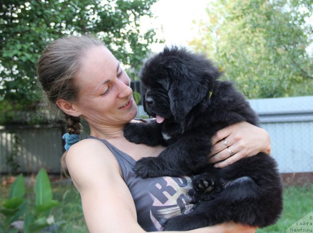 Фото: ньюфаундленд Аlpha Tauri Dinastiya Soverchenstva (Альфа Таури Династия Совершенства)