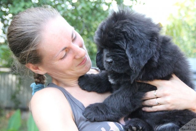 Фото: ньюфаундленд Аlpha Tauri Dinastiya Soverchenstva (Альфа Таури Династия Совершенства)