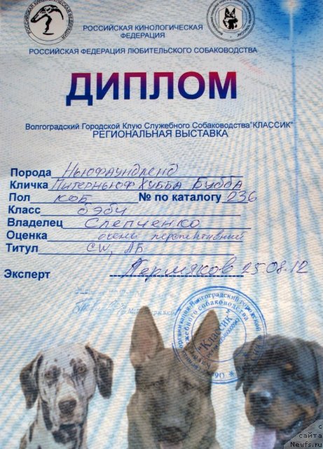 Фото: ньюфаундленд Pitern'yuf Hubba-Bubba (Питерньюф Хубба-Бубба)