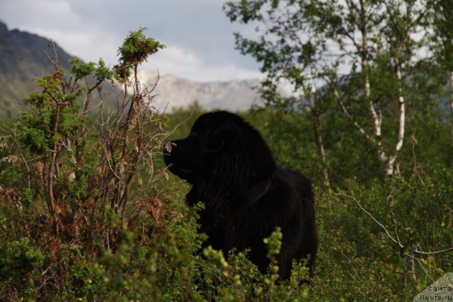 Фото: ньюфаундленд Piternyuf Nota Bene (Питерньюф Нота Бене)