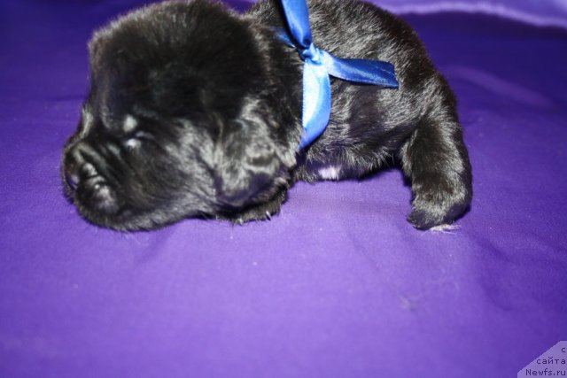 Фото: щенок, ньюфаундленд King of Helluland I'm Precious, ньюфаундленд N'yufort Bay'yu Tiana (Ньюфорт Бай'ю Тиана)