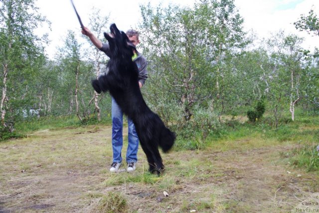 Фото: ньюфаундленд Piternyuf Nota Bene (Питерньюф Нота Бене)