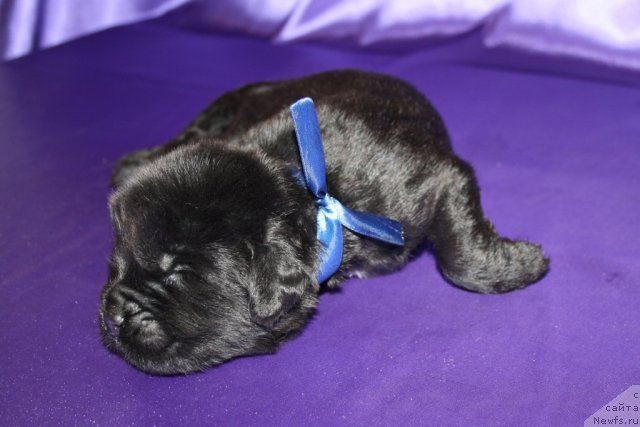 Фото: щенок, ньюфаундленд King of Helluland I'm Precious, ньюфаундленд N'yufort Bay'yu Tiana (Ньюфорт Бай'ю Тиана)