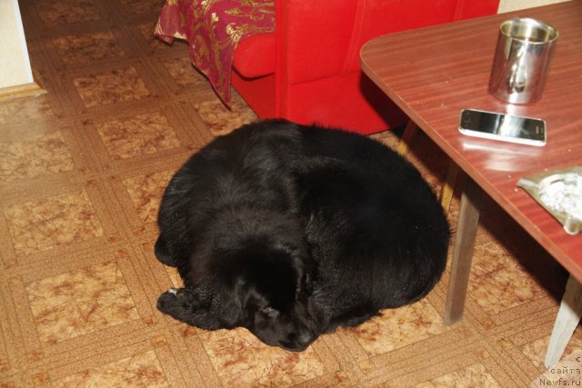 Фото: ньюфаундленд Piternyuf Nota Bene (Питерньюф Нота Бене)