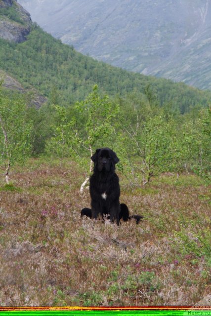 Фото: ньюфаундленд Piternyuf Nota Bene (Питерньюф Нота Бене)