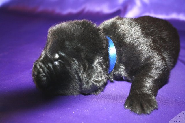 Фото: щенок, ньюфаундленд King of Helluland I'm Precious, ньюфаундленд N'yufort Bay'yu Tiana (Ньюфорт Бай'ю Тиана)