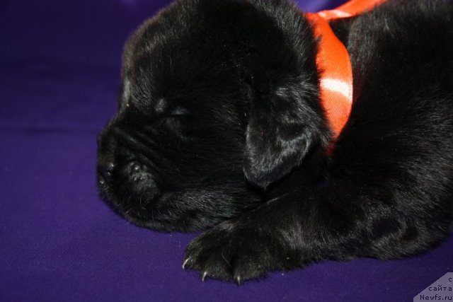 Фото: щенок, ньюфаундленд King of Helluland I'm Precious, ньюфаундленд N'yufort Bay'yu Tiana (Ньюфорт Бай'ю Тиана)