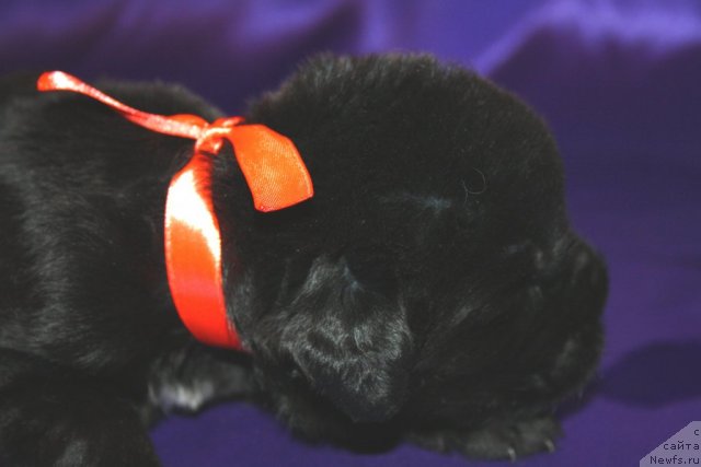 Фото: щенок, ньюфаундленд N'yufort Bay'yu Tiana (Ньюфорт Бай'ю Тиана), ньюфаундленд King of Helluland I'm Precious