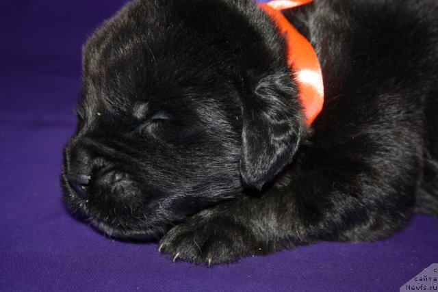 Фото: щенок, ньюфаундленд King of Helluland I'm Precious, ньюфаундленд N'yufort Bay'yu Tiana (Ньюфорт Бай'ю Тиана)