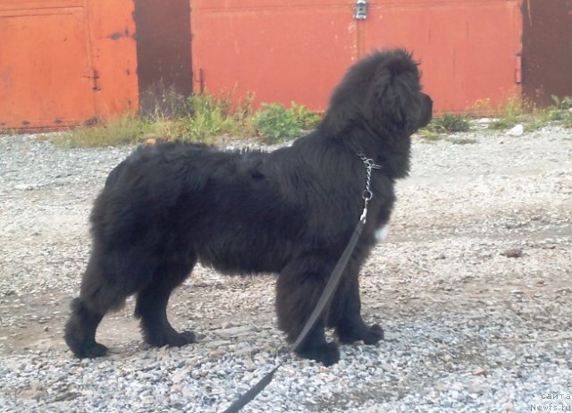 Фото: ньюфаундленд Blyek Diamond Agidel' ot Potapa Uvertyura (Блэк Диамонд Агидель от Потапа Увертюра)