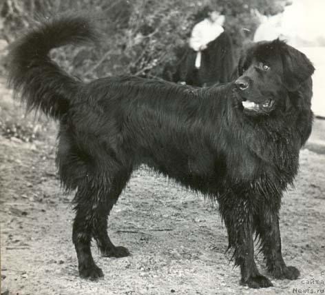 Фото: ньюфаундленд Poseydon (Посейдон)