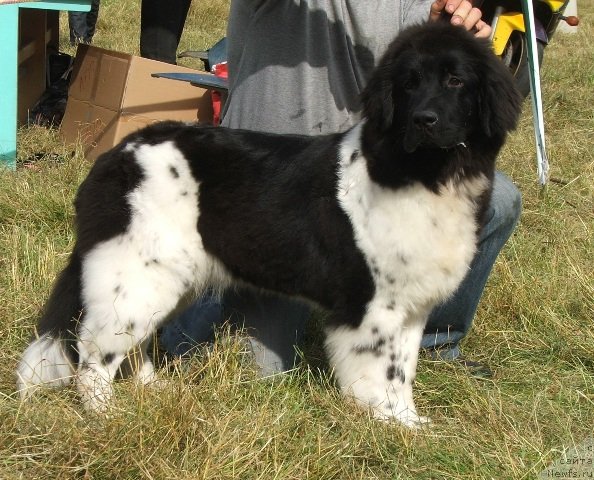 Фото: ньюфаундленд Plushevaya Panda Felicita (Плюшевая Панда Феличита)