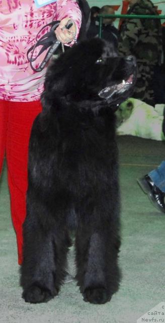 Фото: ньюфаундленд Sent Djons Izyum (Сент Джонс Изюм)