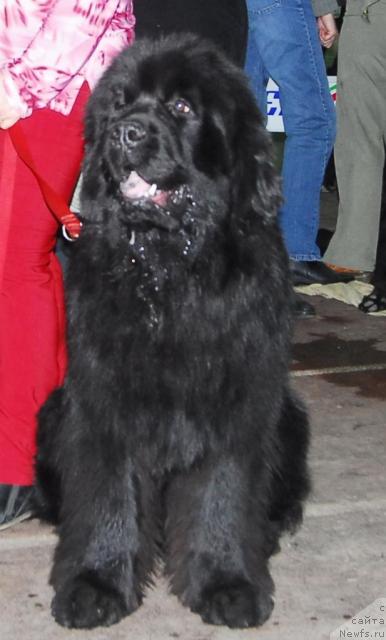 Фото: ньюфаундленд Sent Djons Izyum (Сент Джонс Изюм)