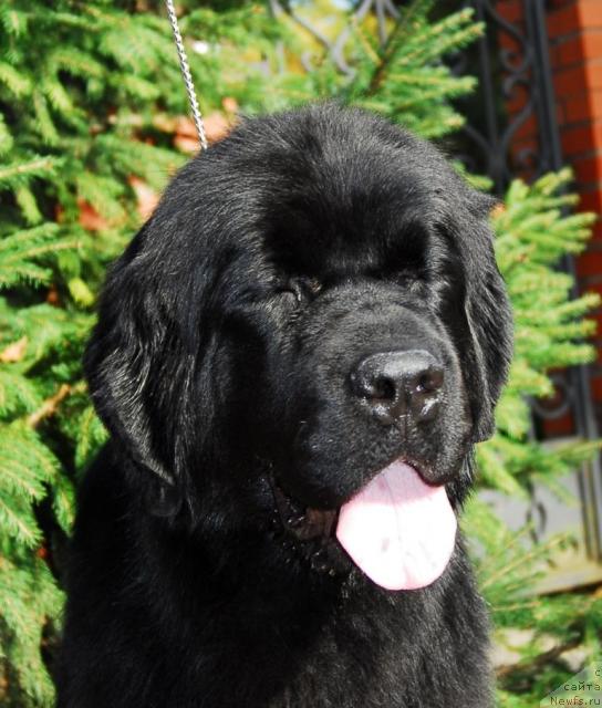 Фотография № 10467