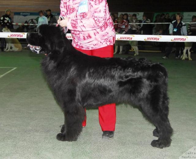 Фото: ньюфаундленд Sent Djons Izyum (Сент Джонс Изюм)