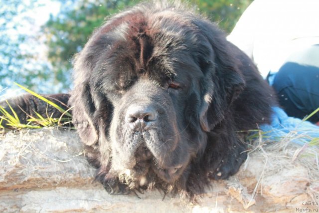 Фото: ньюфаундленд Omar SHerif (Омар Шериф)