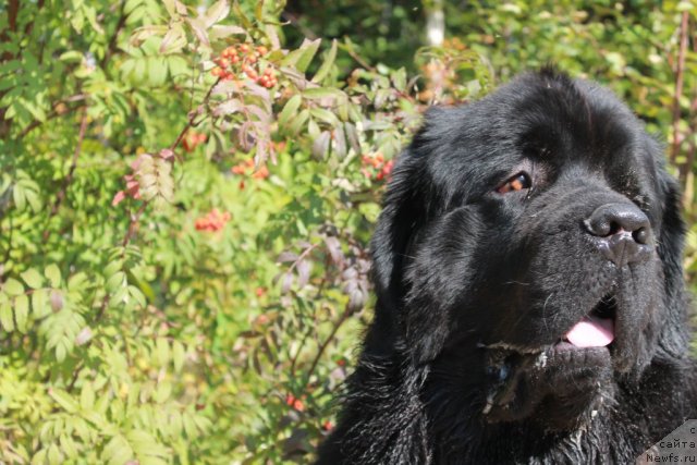 Фото: ньюфаундленд Omar SHerif (Омар Шериф)