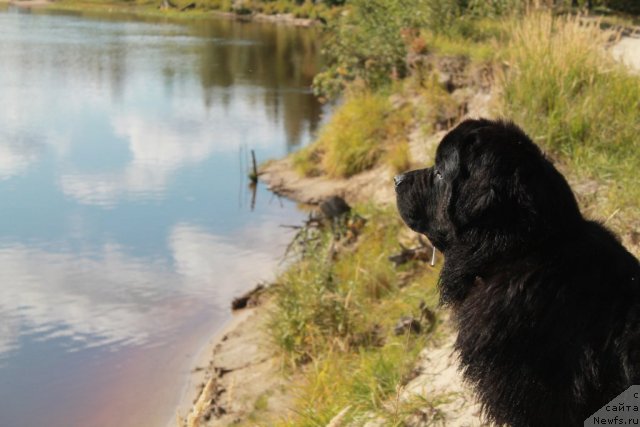 Фото: ньюфаундленд Omar SHerif (Омар Шериф)