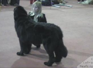 Фото: ньюфаундленд Brenda Kara Deniz (Бренда Кара Дениз)