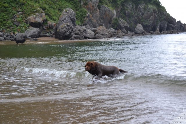 Фото: ньюфаундленд Arkadiya Vivat Arbona (Аркадия Виват Арбона)