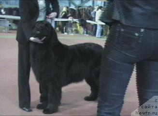 Фото: ньюфаундленд Brenda Kara Deniz (Бренда Кара Дениз)