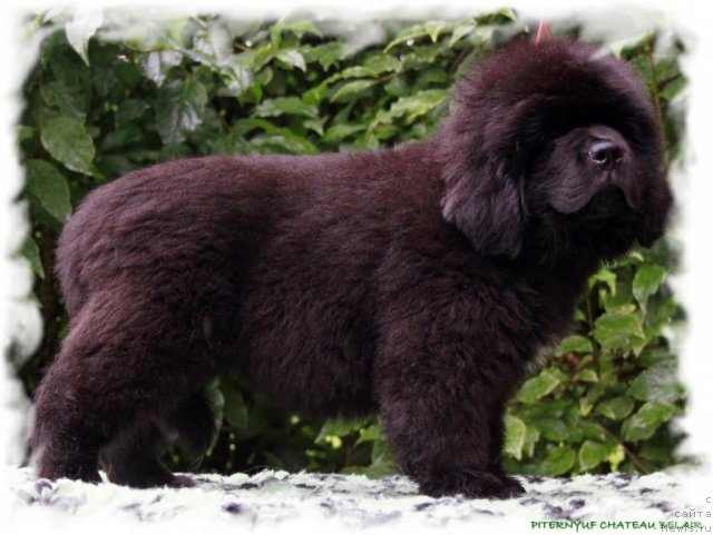 Фотография № 104707