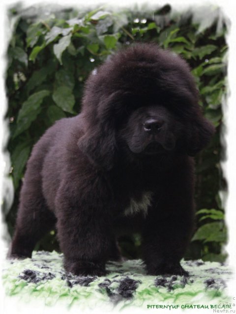 Фотография № 104709