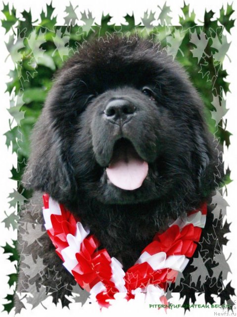 Фотография № 104713