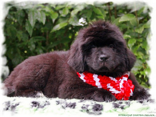 Фотография № 104716