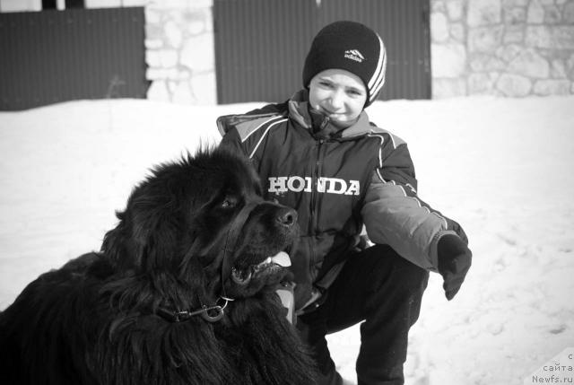 Фото: ньюфаундленд Ygan s Toyanova Gorodka (Юган с Тоянова Городка)