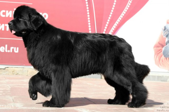 Фото: ньюфаундленд Akvatoriya Kelvin Oushen Drim (Акватория Келвин Оушен Дрим)