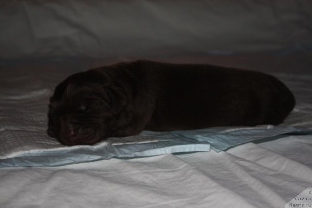 Фото: ньюфаундленд Erofey Hranitel' Schast'ya (Ерофей Хранитель Счастья)