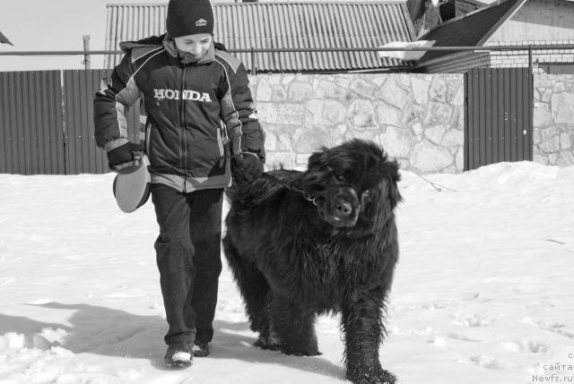 Фото: ньюфаундленд Ygan s Toyanova Gorodka (Юган с Тоянова Городка)