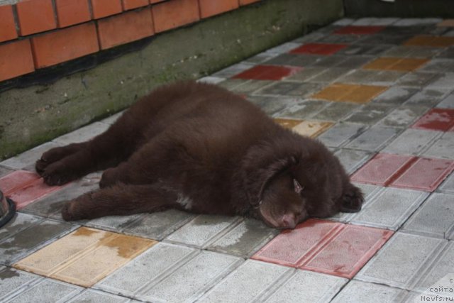 Фото: ньюфаундленд Erofey Hranitel' Schast'ya (Ерофей Хранитель Счастья)