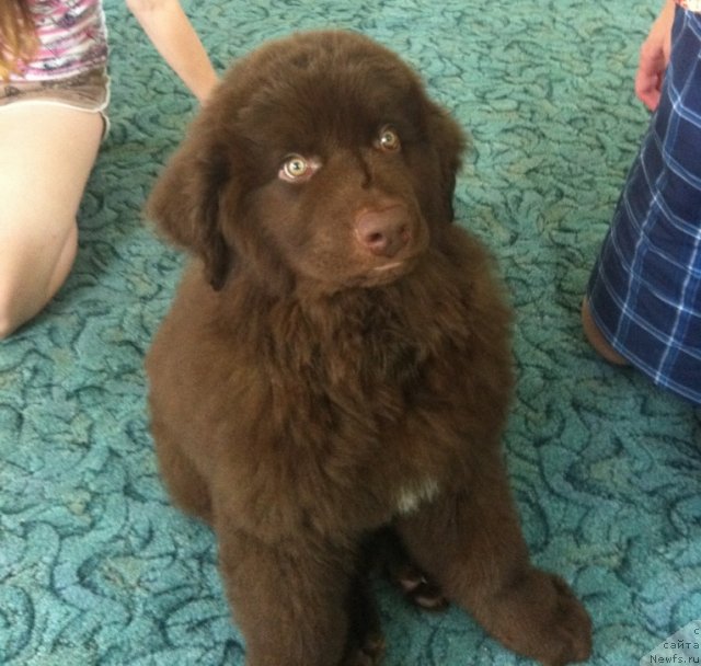 Фото: ньюфаундленд Erofey Hranitel' Schast'ya (Ерофей Хранитель Счастья)