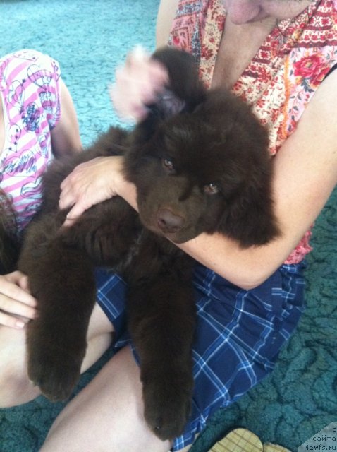 Фото: ньюфаундленд Erofey Hranitel' Schast'ya (Ерофей Хранитель Счастья)
