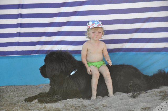 Фото: ньюфаундленд Ottava (Оттава)