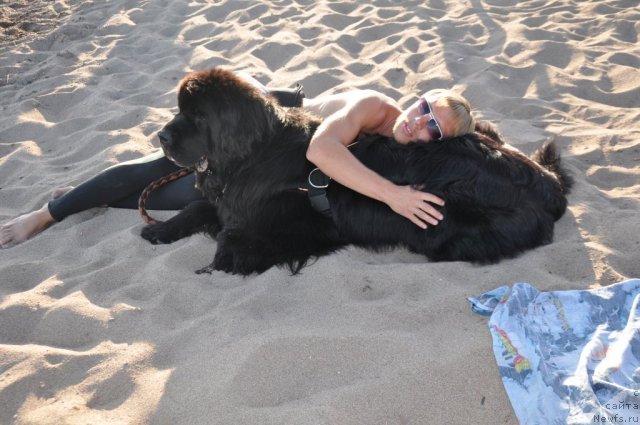 Фото: ньюфаундленд Topgallant's Aquitania